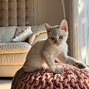Arès a rejoint le concours — aidez-le/la à gagner de superbes lots ! animal, blue_eyes, cat, couch, cozy, curious, cute, feline, home, indoor, kitten, knit_pouf, mammal, pet, pillow, relaxing, soft_light, sunlight, tail, whiskers