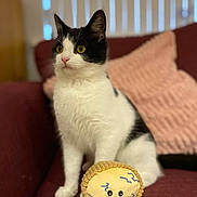 Brie is registered to the contest to win money with this photo: animal, black_and_white, cat, couch, cozy, curious, ears, face, feline, fur, indoor, nose, pet, pillow, plush_toy, relaxed, sitting, soft_toy, whiskers, yellow_eyes