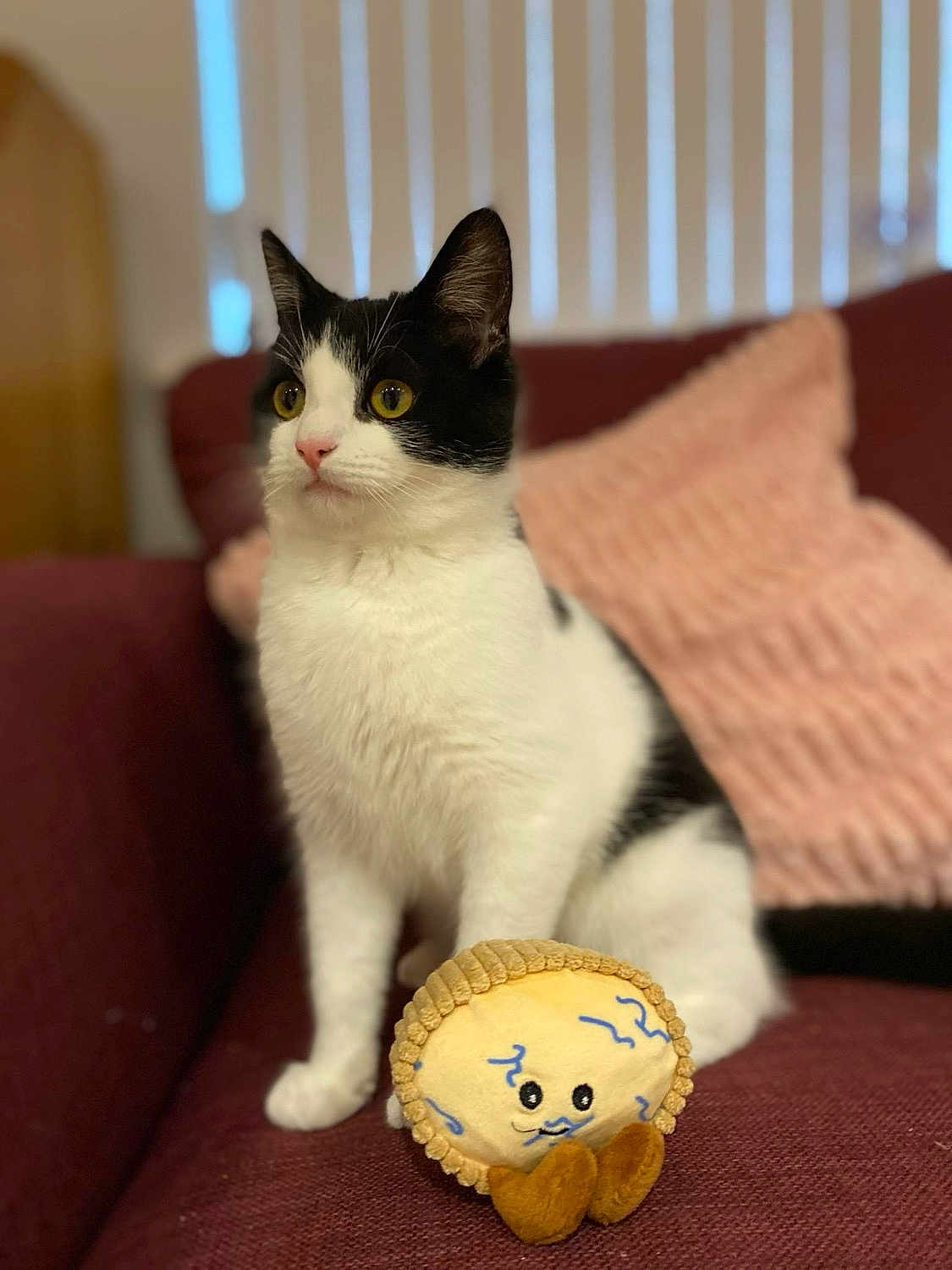 Brie is registered to the contest to win money with this photo: animal, black_and_white, cat, couch, cozy, curious, ears, face, feline, fur, indoor, nose, pet, pillow, plush_toy, relaxed, sitting, soft_toy, whiskers, yellow_eyes