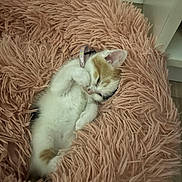 Lilo participe au concours pour gagner de l'argent avec cette photo : adorable, animal, cat, cozy, cute, feline, fluffy_bed, fur, home, indoor, kitten, paw, pet, pink, relaxing, resting, sleeping, small, soft_texture, young