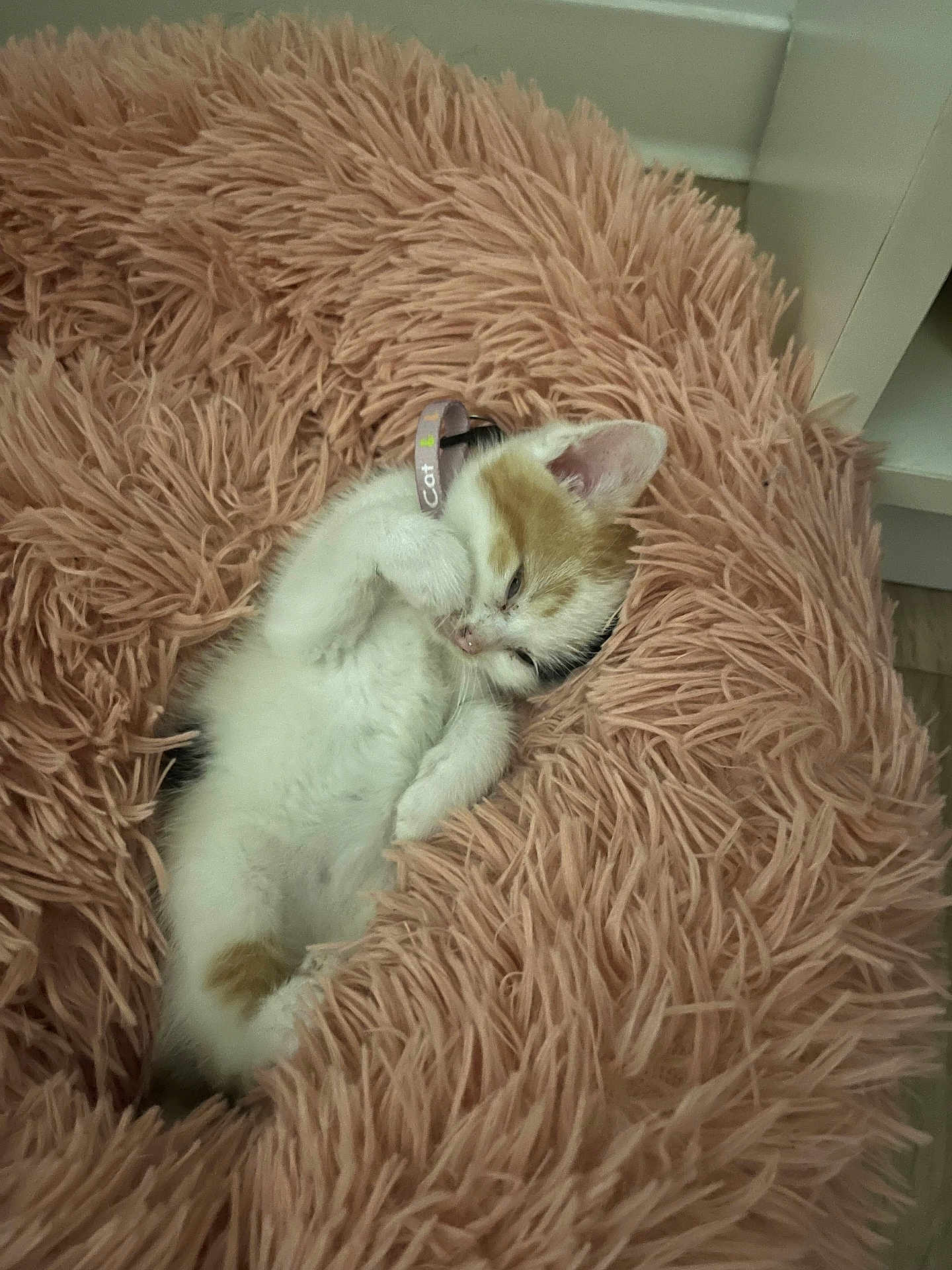 Lilo