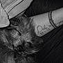dog, sleeping, fluffy, tattoo, arm, wristband, covid19, towel, black_and_white, closeup, pet, peaceful, relaxed, fur, indoor, rest, nap, portrait, animal, companion