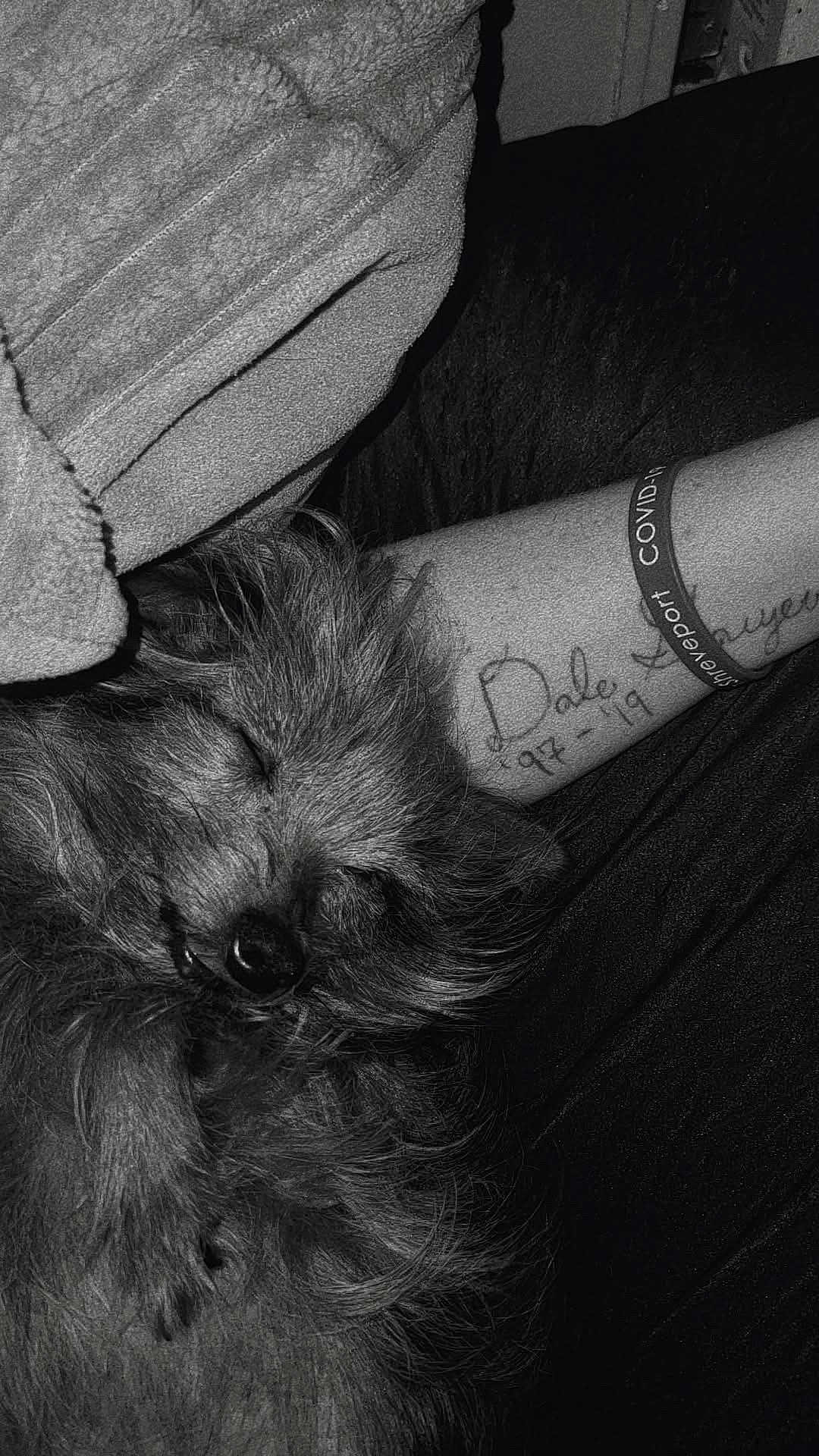 Bitty Jr joined the competition — help win amazing prizes! dog, sleeping, fluffy, tattoo, arm, wristband, covid19, towel, black_and_white, closeup, pet, peaceful, relaxed, fur, indoor, rest, nap, portrait, animal, companion