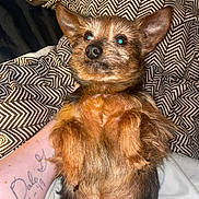 Bitty Jr joined the competition — help win amazing prizes! dog, small_dog, pet, lying_down, paws_up, fur, brown_fur, black_fur, blanket, patterned_blanket, tattoo, arm, indoor, cozy, cute, alert, curious, animal, companion, resting