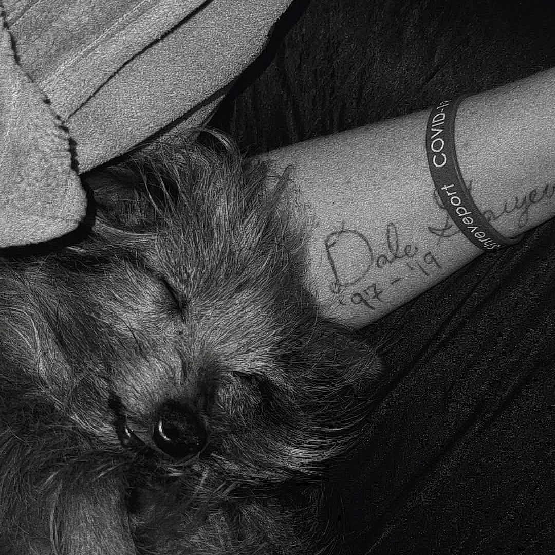 Bitty J is registered to the contest to win money with this photo: animal, arm, black_and_white, closeup, companion, covid19, dog, fluffy, fur, indoor, nap, peaceful, pet, portrait, relaxed, rest, sleeping, tattoo, towel, wristband