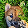 puppy, dog, grass, paw, paw_pads, toe_beans, nose, eyes, ears, mouth, teeth, fur, close_up, outdoors, greenery, nature, hand, playful, cute, portrait