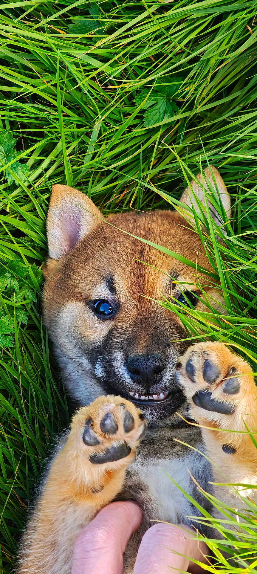 Aïko a rejoint le concours — aidez-le/la à gagner de superbes lots ! puppy, dog, grass, paw, paw_pads, toe_beans, nose, eyes, ears, mouth, teeth, fur, close_up, outdoors, greenery, nature, hand, playful, cute, portrait