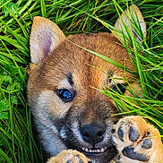 Aïko participe au concours pour gagner de l'argent avec cette photo : puppy, dog, grass, paw, paw_pads, toe_beans, nose, eyes, ears, mouth, teeth, fur, close_up, outdoors, greenery, nature, hand, playful, cute, portrait