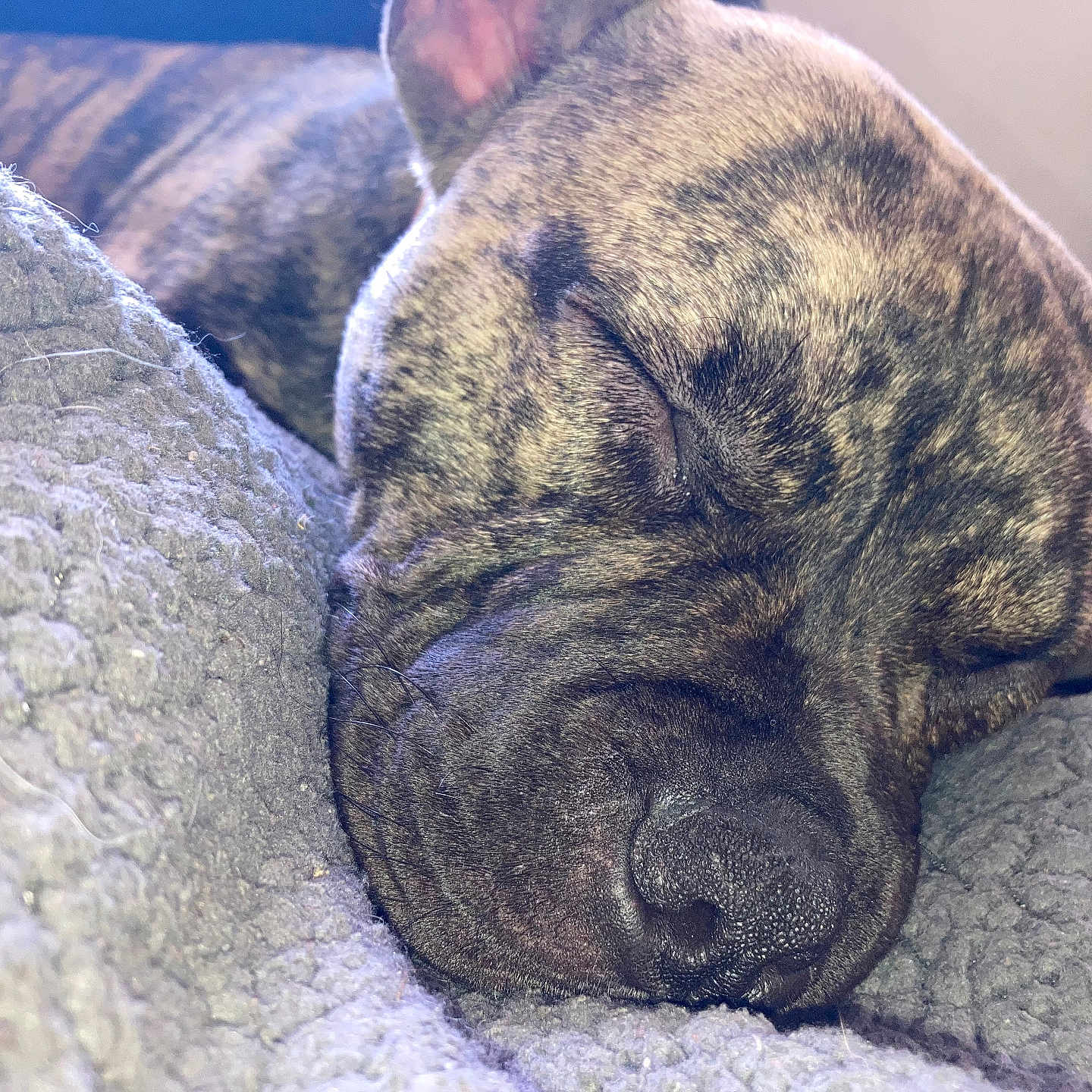 Hope joined the competition — help win amazing prizes! animal, armchair, blanket, boxer, bulldog, canine, chair, couch, cushion, dog, frenchbulldog, furniture, homedecor, hound, person, pet, pitbull, puppy, sleeping, snout