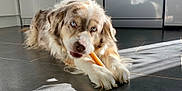 Helsie participe au concours pour gagner de l'argent avec cette photo : dog, blue_eyes, chewing, kitchen, floor, tile, sunlight, shadow, indoor, pet, canine, fur, muzzle, paw, treat, relaxed, laying_down, domestic_animal, animal, companion