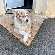 Helsie a rejoint le concours — aidez-le/la à gagner de superbes lots ! dog, blue_eyes, crossed_paws, stone_pathway, open_door, outdoor, pet, furry, animal, relaxed, alert, house_entrance, pavement, calm, mammal, domestic_animal, light_brown_fur, white_fur, companion, curious