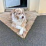 dog, blue_eyes, crossed_paws, stone_pathway, open_door, outdoor, pet, furry, animal, relaxed, alert, house_entrance, pavement, calm, mammal, domestic_animal, light_brown_fur, white_fur, companion, curious