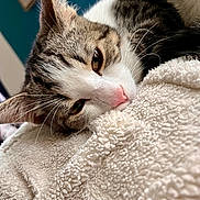 Atchoum a rejoint le concours — aidez-le/la à gagner de superbes lots ! cat, tabby, pet, animal, sleeping, resting, close_up, feline, whiskers, pink_nose, soft, blanket, cozy, fur, indoor, cute, relaxed, eyes, face, portrait
