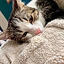 cat, tabby, pet, animal, sleeping, resting, close_up, feline, whiskers, pink_nose, soft, blanket, cozy, fur, indoor, cute, relaxed, eyes, face, portrait
