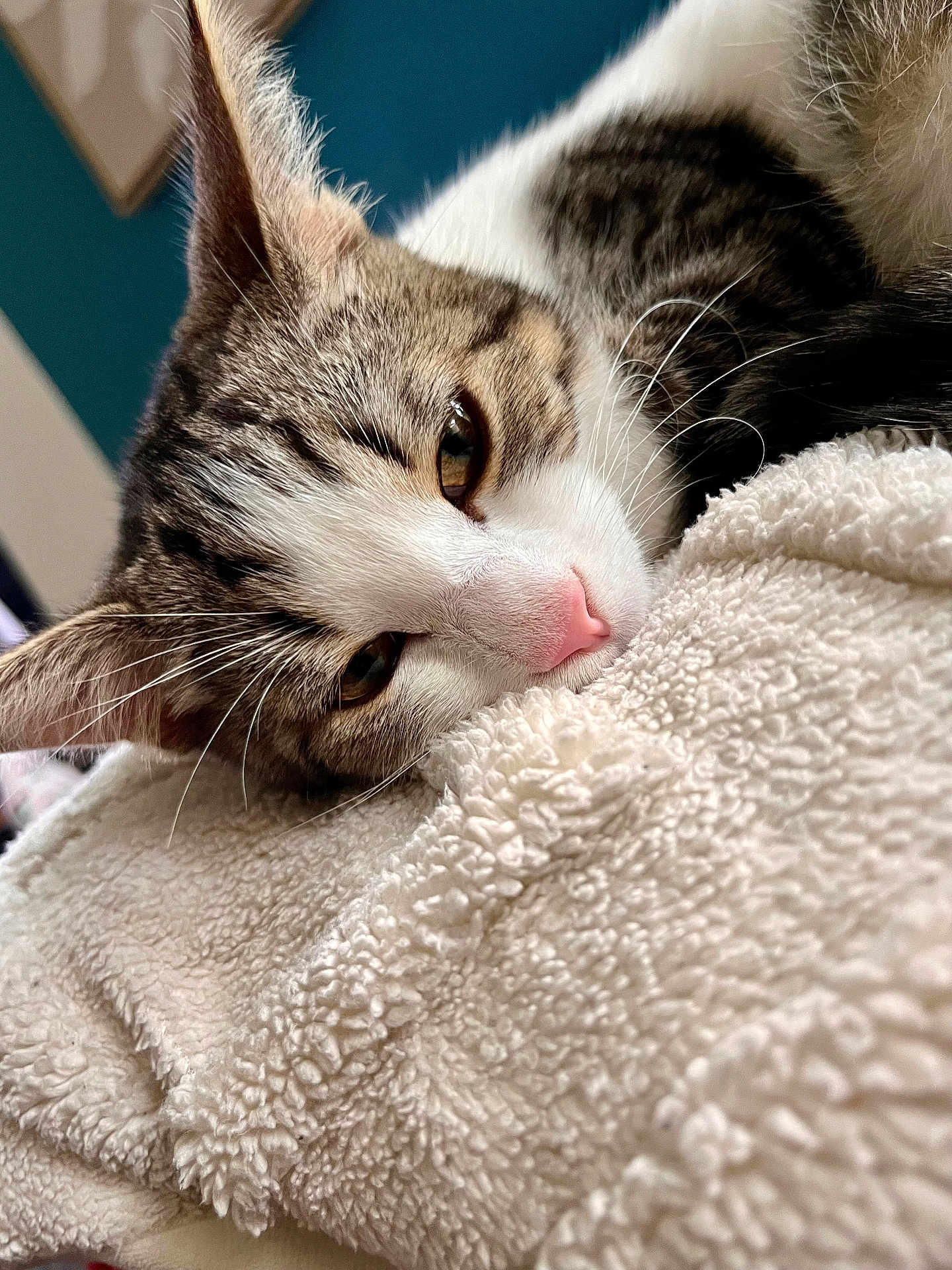 Atchoum a rejoint le concours — aidez-le/la à gagner de superbes lots ! cat, tabby, pet, animal, sleeping, resting, close_up, feline, whiskers, pink_nose, soft, blanket, cozy, fur, indoor, cute, relaxed, eyes, face, portrait