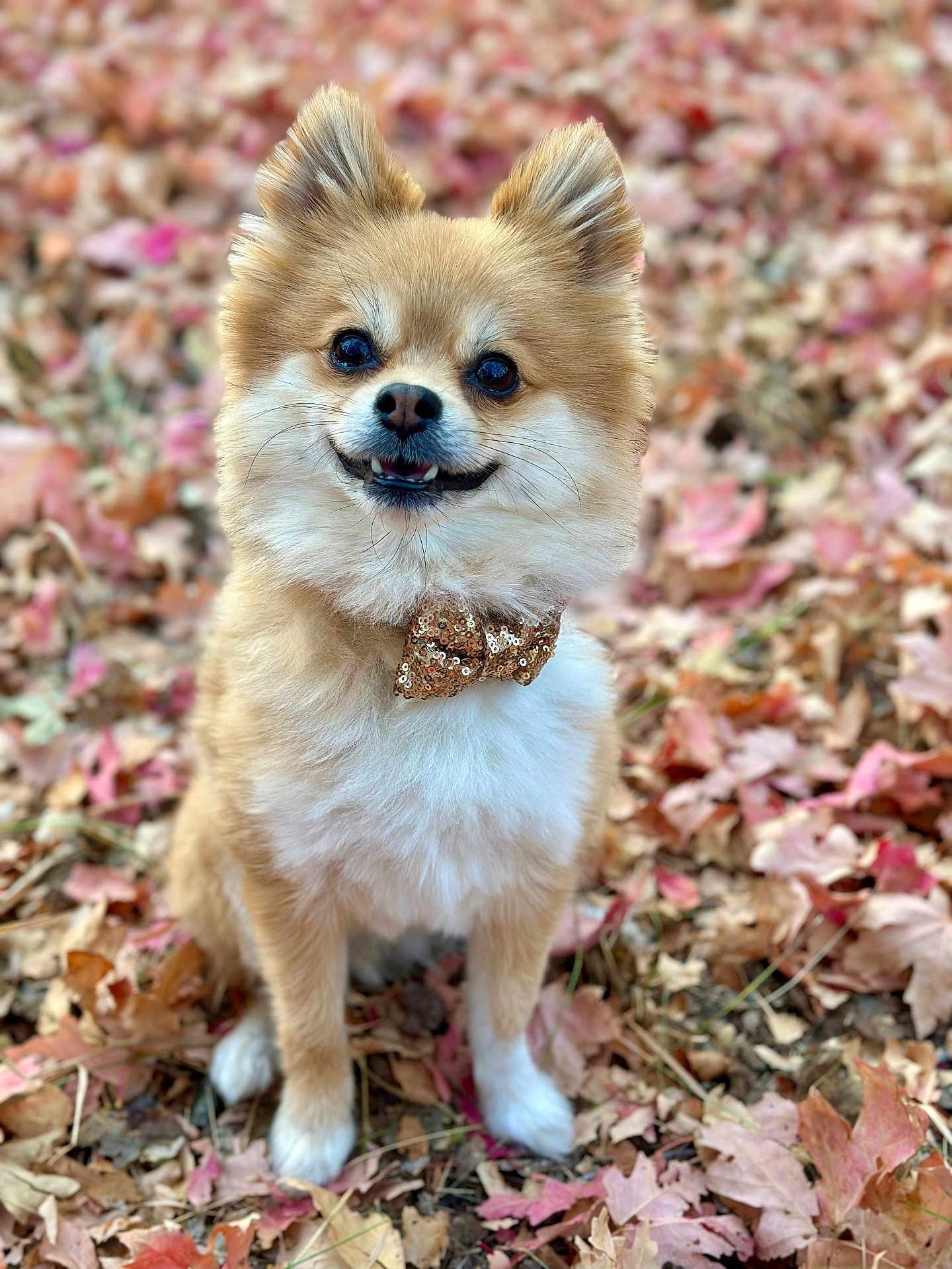 Meeko is registered to the contest to win money with this photo: dog, pomeranian, bow_tie, autumn_leaves, outdoor, cute, fluffy, pet, smiling, sitting, nature, fall, canine, animal, portrait, seasonal, leaf_litter, small_dog, adorable, happy