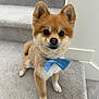 Meeko joined the competition — help win amazing prizes! dog, pet, bow_tie, stairs, carpet, cute, fluffy, small_dog, indoor, portrait, animal, brown_fur, white_fur, ears, nose, paws, looking_up, domestic_animal, companion, friendly