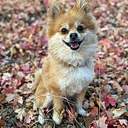 Meeko is registered to the contest to win money with this photo: dog, happy, smiling, autumn, leaves, outdoor, cute, fluffy, nature, pet, canine, fall, fur, sitting, animal, closeup, portrait, brown, white, grass