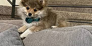 Meeko is registered to the contest to win money with this photo: puppy, dog, bow_tie, couch, gray, stairs, carpet, railing, indoor, pet, cute, fluffy, small_dog, relaxed, fur, animal, domestic, young, portrait, cozy