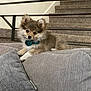 puppy, dog, bow_tie, couch, gray, stairs, carpet, railing, indoor, pet, cute, fluffy, small_dog, relaxed, fur, animal, domestic, young, portrait, cozy