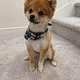 Meeko is registered to the contest to win money with this photo: dog, puppy, bandana, plaid, carpet, stairs, indoor, pet, cute, small_dog, fur, sitting, alert, animal, domestic_animal, canine, ears_up, young_dog, companion, house