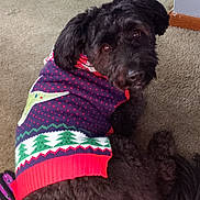 Willie joined the competition — help win amazing prizes! adorable, animal, black_dog, carpet, christmas_sweater, cozy, cute, dog, floor, fur, home, indoor, looking_back, pet, playing, purple_toy, resting, small_dog, sweater, toy