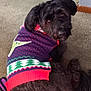 adorable, animal, black_dog, carpet, christmas_sweater, cozy, cute, dog, floor, fur, home, indoor, looking_back, pet, playing, purple_toy, resting, small_dog, sweater, toy