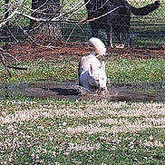Jaxson is registered to the contest to win money with this photo: dog, white_dog, muddy_puddle, splashing, grass, fence, tree, sunny_day, outdoor, playful, animal, pet, canine, nature, water, mud, park, yard, daylight, background