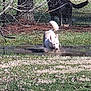 dog, white_dog, muddy_puddle, splashing, grass, fence, tree, sunny_day, outdoor, playful, animal, pet, canine, nature, water, mud, park, yard, daylight, background
