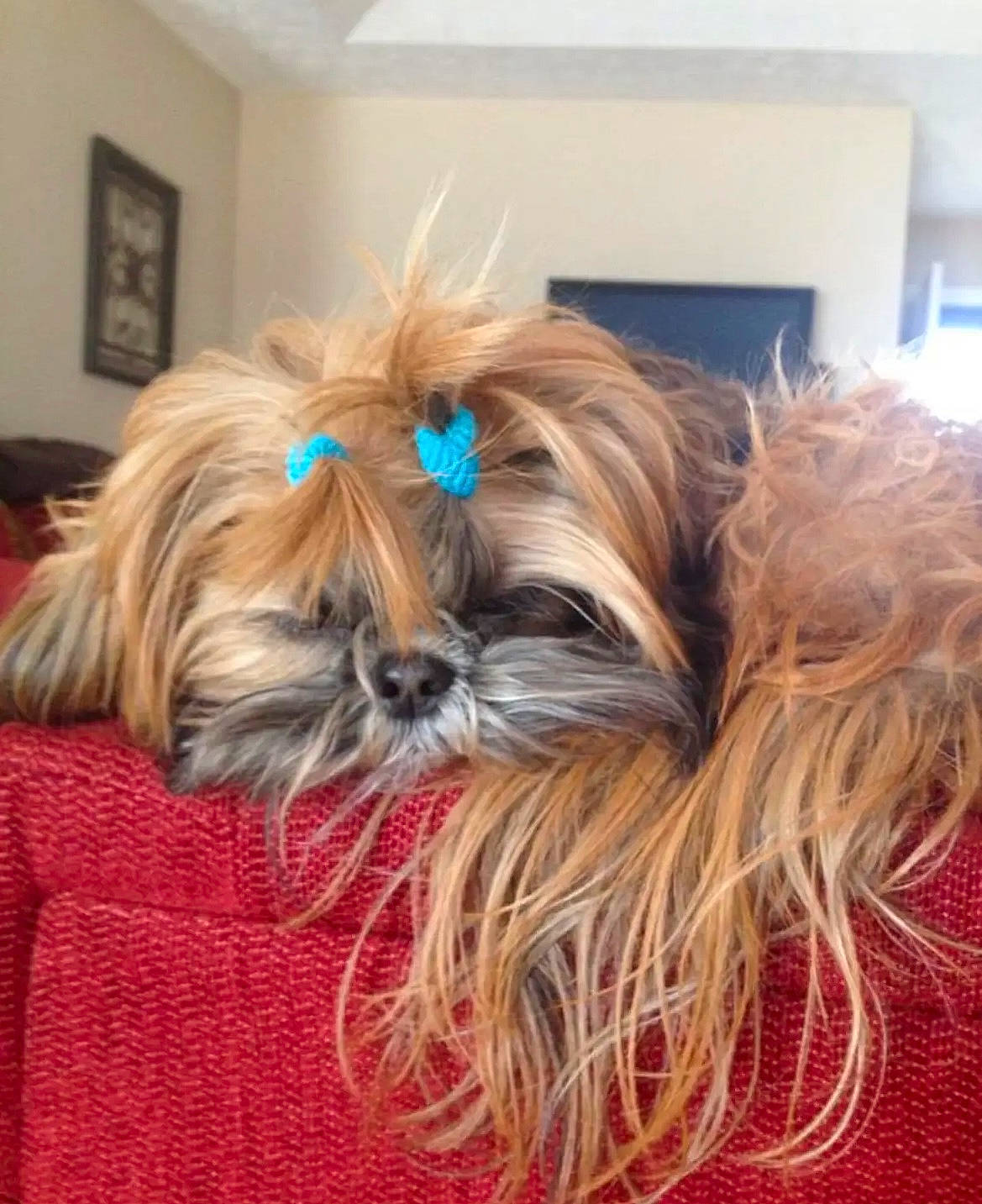 Chanel is registered to the contest to win money with this photo: canidae, carnivore, comfort, companion_dog, dog, dog_breed, dog_supply, ear, fashion_accessory, fawn, fur, liver, pet_supply, picture_frame, shih_tzu, snout, sporting_group, terrier, toy_dog, working_animal