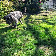Hermès a rejoint le concours — aidez-le/la à gagner de superbes lots ! animal, canine, daylight, dog, flower, fur, garden, grass, greenery, nature, outdoor, pet, plant, playful, shrub, stick, sunlight, sunshine, tail, yard