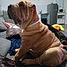blanket, collar, couch, cushion, dog, domestic, ears, fur, furniture, household, indoor, kitchen, living_room, microwave, muzzle, pet, refrigerator, seated, shar_pei, wrinkles