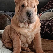 Bianka participe au concours pour gagner de l'argent avec cette photo : dog, puppy, shar_pei, wrinkled_skin, sitting, indoor, couch, blanket, pillow, snout, paws, fur, portrait, pet, home, domestic_animal, brown, adorable, sleepy, closeup