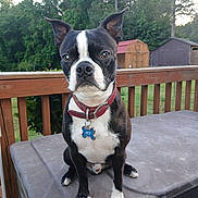Ace joined the competition — help win amazing prizes! animal, black_and_white, boston_terrier, canine, collar, daylight, deck, dog, ears_up, grass, greenery, house_pet, nature, outdoor, pet, shed, sitting, table, tag, wooden_railing