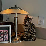 Polly is registered to the contest to win money with this photo: cat, bengal_cat, pet, lamp, lamp_base, countertop, indoor, home_interior, photoframe, photo_strip, outlet, light, curious, stripes, tabby, big_eyes, ears, tail, portrait, decor