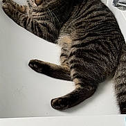 Kyra participe au concours pour gagner de l'argent avec cette photo : cat, tabby, sink, faucet, indoor, pet, animal, fur, whiskers, paws, relaxed, curious, striped, domestic_cat, closeup, mammal, cute, laying, eyes, home