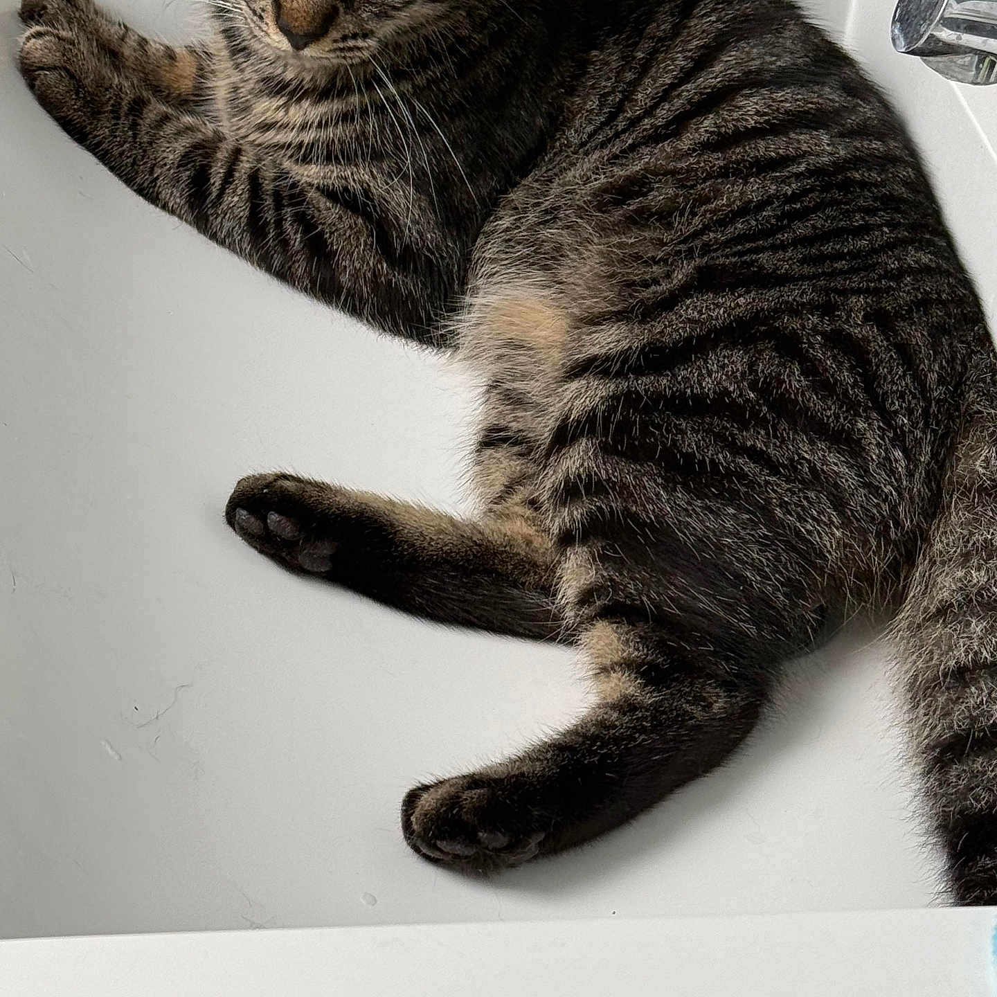 Kyra participe au concours pour gagner de l'argent avec cette photo : animal, cat, closeup, curious, cute, domestic_cat, eyes, faucet, fur, home, indoor, laying, mammal, paws, pet, relaxed, sink, striped, tabby, whiskers