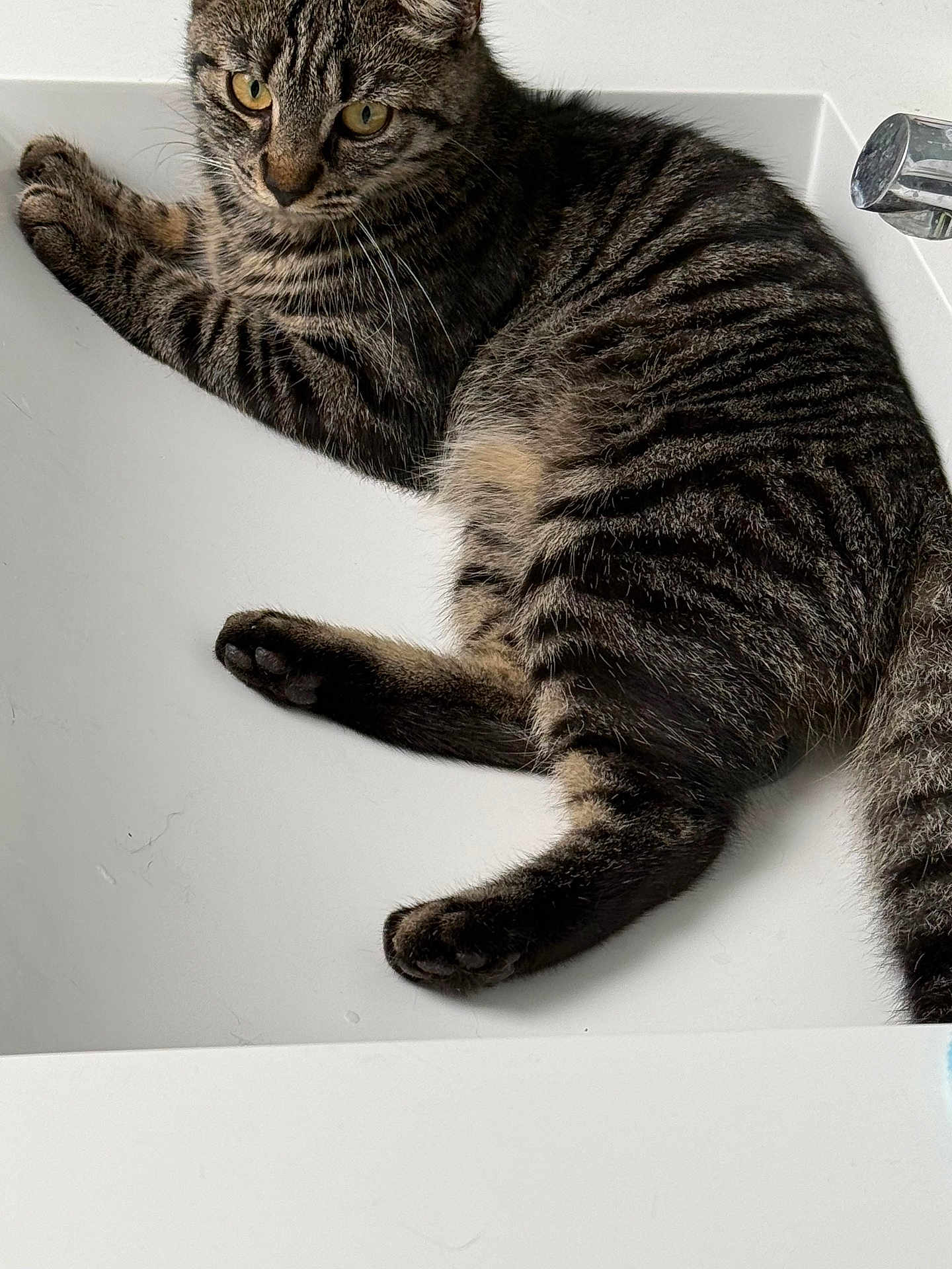 Kyra participe au concours pour gagner de l'argent avec cette photo : cat, tabby, sink, faucet, indoor, pet, animal, fur, whiskers, paws, relaxed, curious, striped, domestic_cat, closeup, mammal, cute, laying, eyes, home