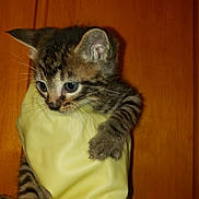 Huckleberry joined the competition — help win amazing prizes! kitten, cat, tabby, paw, yellow_glove, curious, wooden_background, pet, animal, feline, closeup, indoor, young, cute, tiny, whiskers, fur, claws, holding, glove