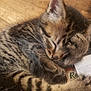 Huckleberry is registered to the contest to win money with this photo: kitten, tabby, sleeping, cat, fur, paw, wooden_floor, cute, pet, animal, cozy, closeup, peaceful, resting, young, feline, whiskers, indoor, domestic, adorable