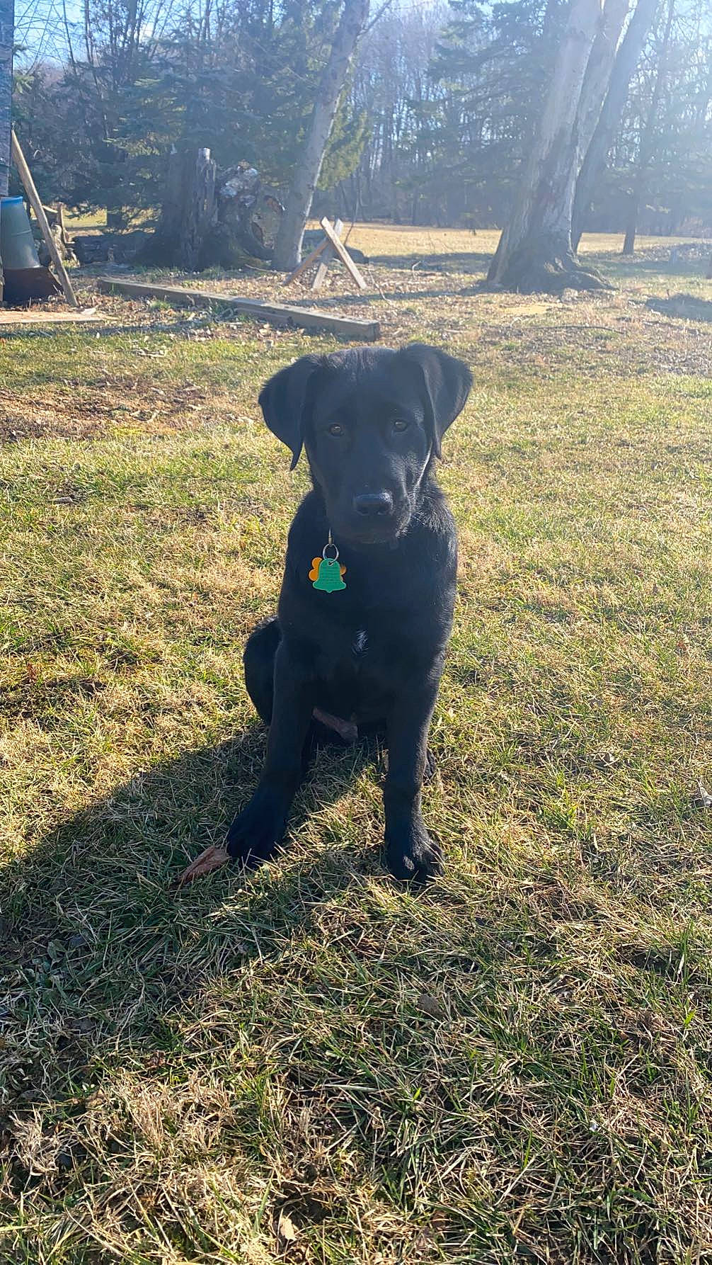 Axel is registered to the contest to win money with this photo: borador, canidae, carnivore, companion_dog, dog, dog_breed, fawn, grass, grassland, gun_dog, landscape, pasture, plant, snout, soil, sporting_group, tail, tints_and_shades, tree, working_animal