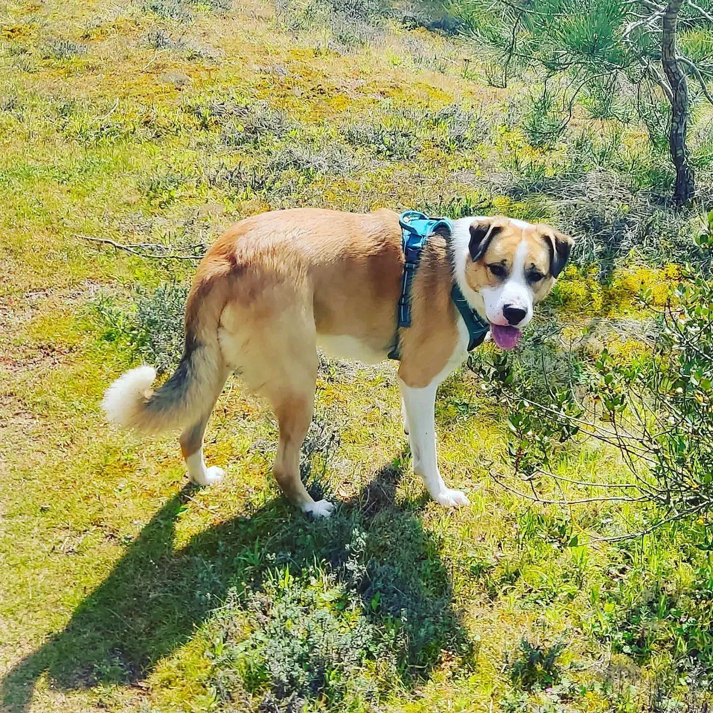 Winter a rejoint le concours — aidez-le/la à gagner de superbes lots ! adventure, canidae, carnivore, collar, companion_dog, dog, dog_breed, dog_collar, dog_supply, fawn, grass, gun_dog, leash, pet_supply, plant, sporting_group, tail, tree, working_animal, working_dog