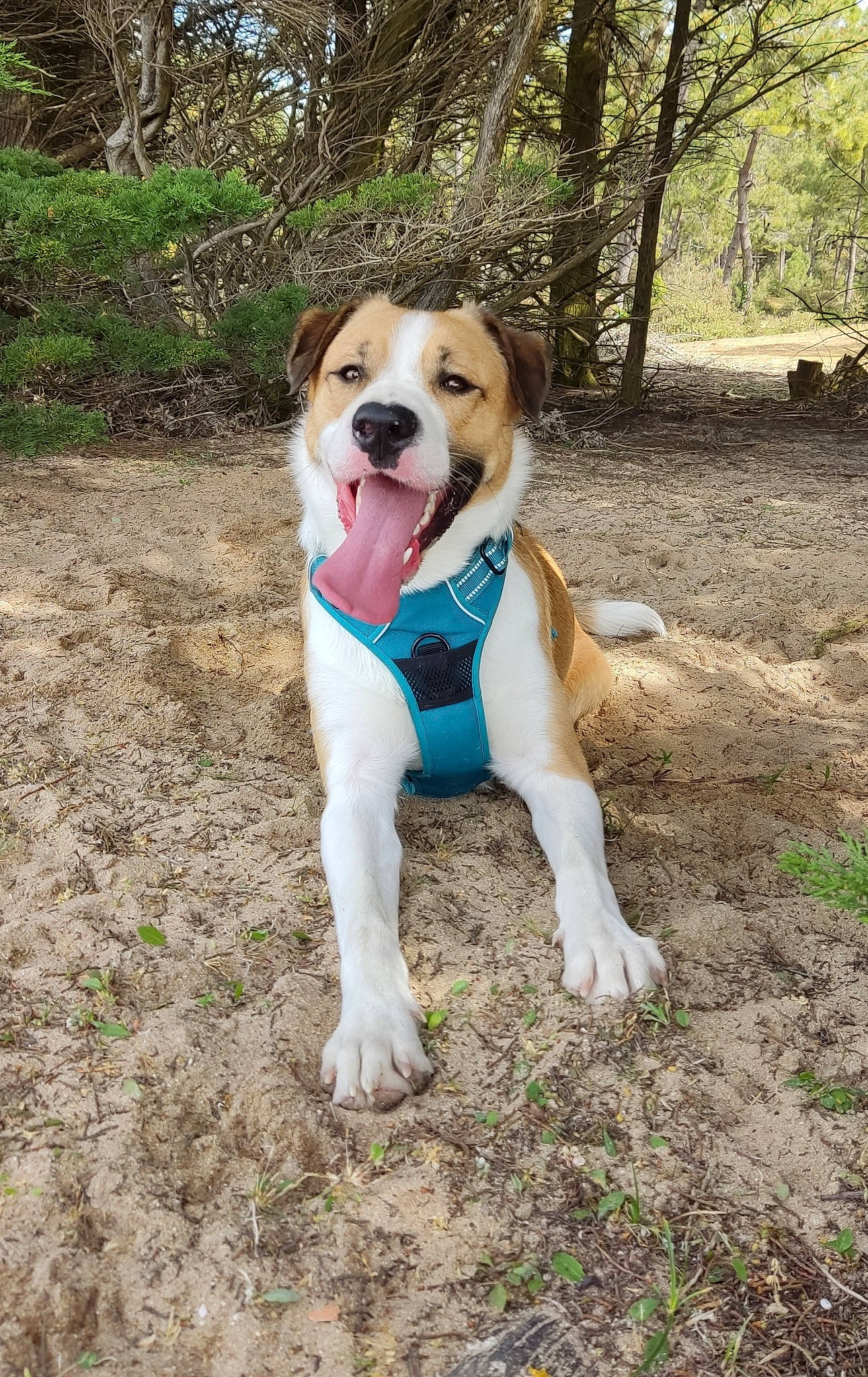 Winter participe au concours pour gagner de l'argent avec cette photo : adventure, canidae, carnivore, collar, companion_dog, dog, dog_breed, dog_collar, fawn, grass, hound, hunting_dog, plant, scent_hound, soil, sporting_group, tail, tree, woodland, working_dog