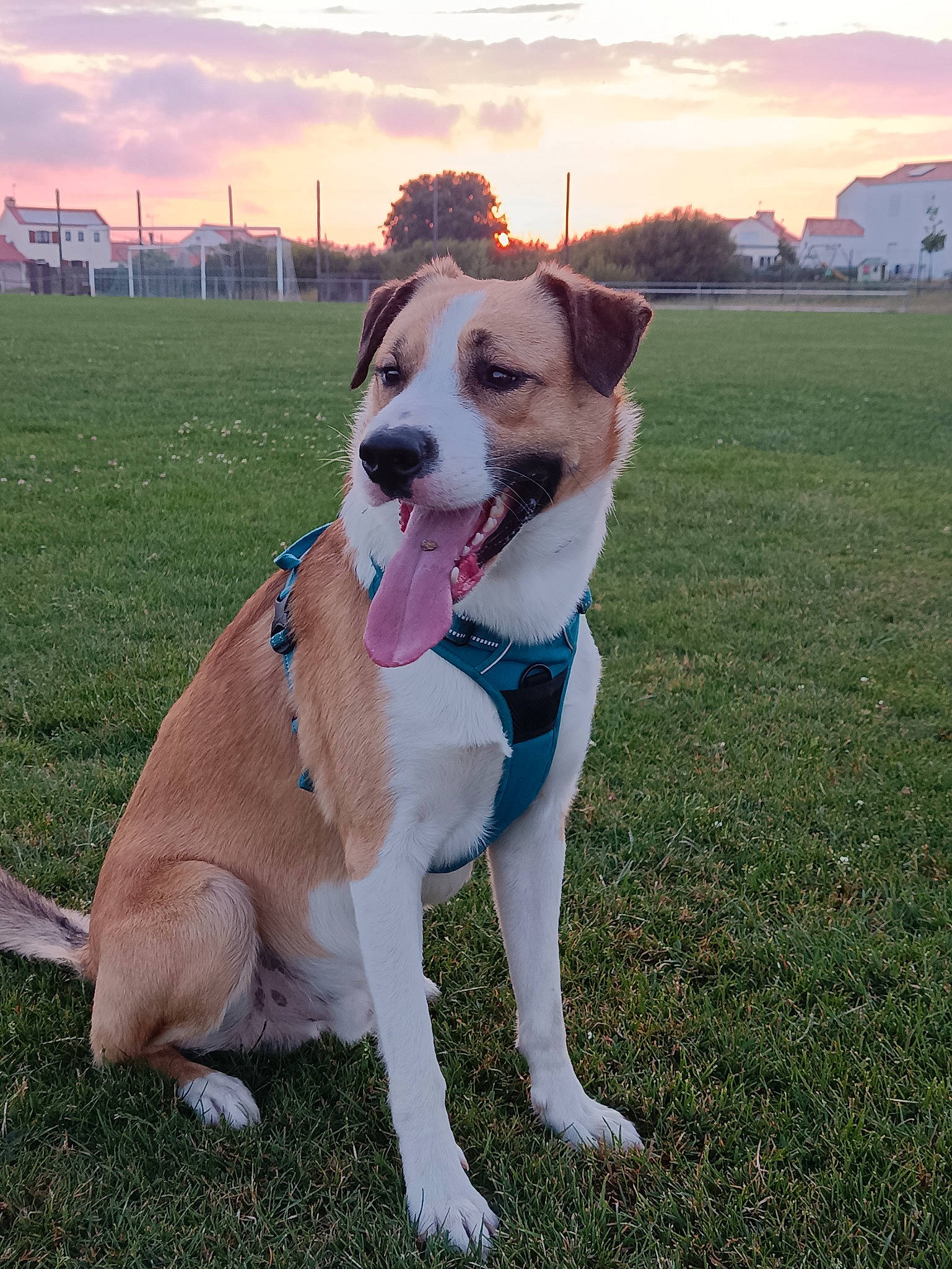 Winter participe au concours pour gagner de l'argent avec cette photo : canidae, carnivore, cloud, collar, companion_dog, dog, dog_breed, dog_collar, dog_supply, fawn, grass, leash, pet_supply, plant, sky, snout, sporting_group, tail, tree, working_animal