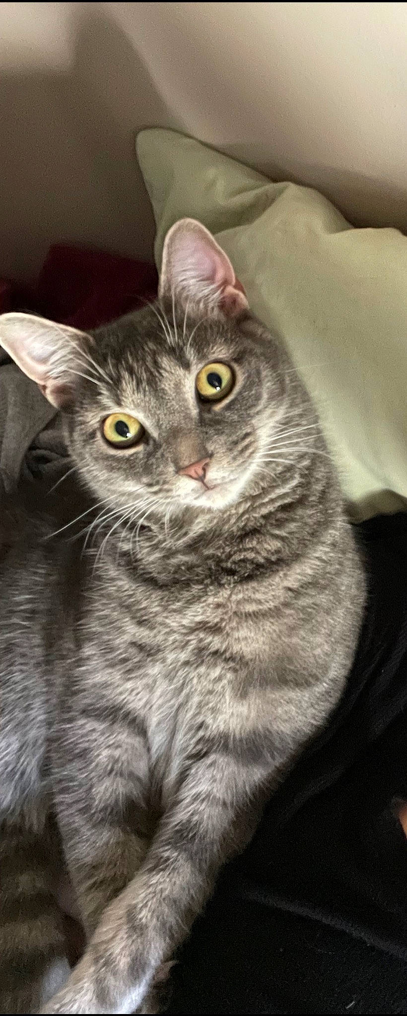 Neko is registered to the contest to win money with this photo: carnivore, cat, close_up, domestic_short_haired_cat, ear, eye, felidae, fur, grey, head, monochrome_photography, paw, photo_caption, small_to_medium_sized_cats, snout, tail, terrestrial_animal, whiskers, wildlife