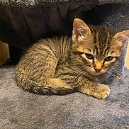 Curiosa joined the competition — help win amazing prizes! animal, cat, cozy, curled_up, cute, domestic, ears, feline, fur, gray, indoor, kitten, pet, resting, sleepy, small, soft, tabby, whiskers, young