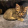 animal, cat, cozy, curled_up, cute, domestic, ears, feline, fur, gray, indoor, kitten, pet, resting, sleepy, small, soft, tabby, whiskers, young