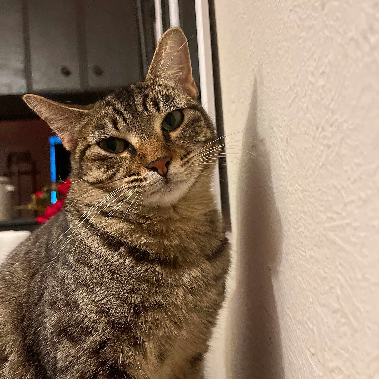 Curiosa joined the competition — help win amazing prizes! animal, cat, closeup, curious, cute, domestic, ear, face, feline, fur, home, indoor, looking, mammal, pet, portrait, tabby, texture, wall, whiskers