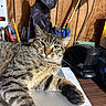 Curiosa is registered to the contest to win money with this photo: animal, black_cat_cutout, cardboard_cutout, cat, closeup, cluttered_desk, cute, desk, feline, green_eyes, indoor, office_supplies, paper, pens, pet, relaxed_cat, resting, stapler, tabby_cat, wooden_wall