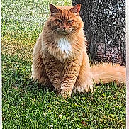 Henry joined the competition — help win amazing prizes! alert, animal, cat, cute, daylight, domestic_animal, feline, fluffy, fur, grass, greenery, mammal, nature, orange_cat, outdoor, pet, portrait, sitting, tree_trunk, whiskers